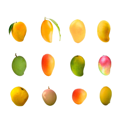 image-removebg-preview (27)