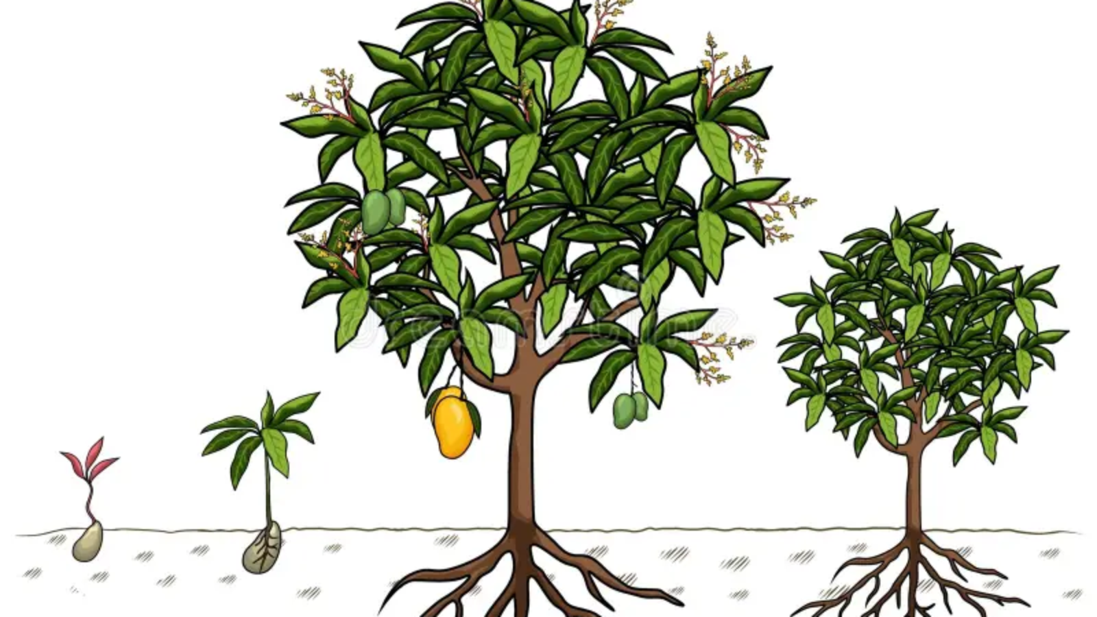 mango-tree-set-template-growth-stages-infographic-elements-growing-illustration-seed-to-be-harvested-vector-can-used-277068599