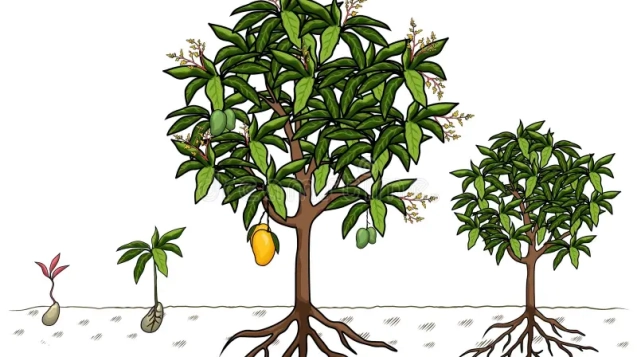 mango-tree-set-template-growth-stages-infographic-elements-growing-illustration-seed-to-be-harvested-vector-can-used-277068599